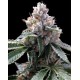 FLORIDA LEMON * DNA GROW YOUR OWN 3 SEMI FEM