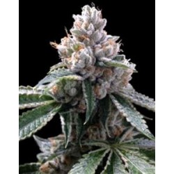 FLORIDA LEMON * DNA GROW YOUR OWN 3 SEMI FEM