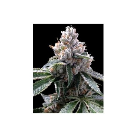 FLORIDA LEMON * DNA GROW YOUR OWN 3 SEMI FEM