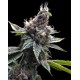 FLORIDA OG * DNA GROW YOUR OWN 3 SEMI FEM