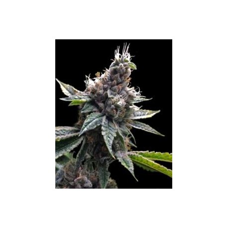 FLORIDA OG * DNA GROW YOUR OWN 3 SEMI FEM