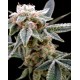 WHITE ALIEN * DNA GROW YOUR OWN 3 SEMI FEM