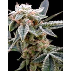 WHITE ALIEN * DNA GROW YOUR OWN 3 SEMI FEM