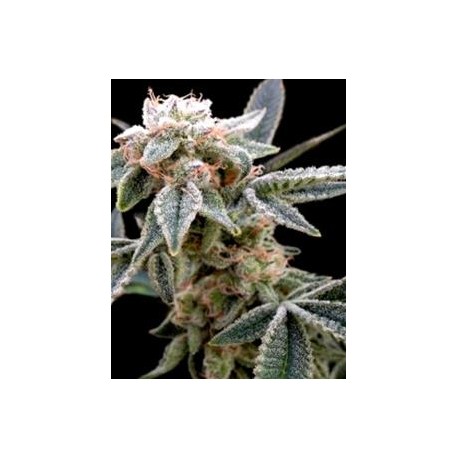 WHITE ALIEN * DNA GROW YOUR OWN 3 SEMI FEM