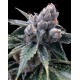 WHITE WALKER KUSH * DNA GROW YOUR OWN 3 SEMI FEM