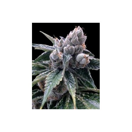 WHITE WALKER KUSH * DNA GROW YOUR OWN 3 SEMI FEM