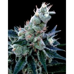 DOUBLE ALIEN 18 * DNA GROW YOUR OWN 6 SEMI FEM