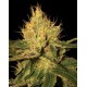 CANNALOPE HAZE * DNA GENETICS 3 SEMI FEM