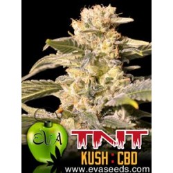 TNT KUSH CBD * EVA FEMALE SEEDS 3 SEMI FEM