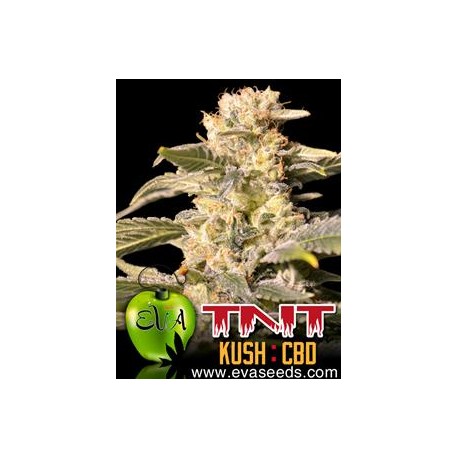 TNT KUSH CBD * EVA FEMALE SEEDS 3 SEMI FEM