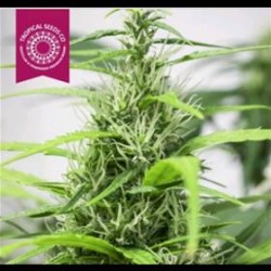 FULL ENERGY * TROPICAL SEEDS 5 SEMI REG