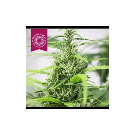 FULL ENERGY * TROPICAL SEEDS 5 SEMI REG