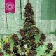 SMOOTH SMOKE * TROPICAL SEEDS 5 SEMI REG