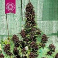 SMOOTH SMOKE * TROPICAL SEEDS 5 SEMI REG