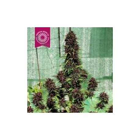 SMOOTH SMOKE * TROPICAL SEEDS 5 SEMI REG