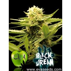 BLACK DREAM* EVA FEMALE SEEDS 3 SEMI FEM 