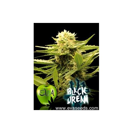 BLACK DREAM* EVA FEMALE SEEDS 3 SEMI FEM 