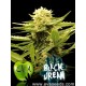 BLACK DREAM* EVA FEMALE SEEDS 6 SEMI FEM 