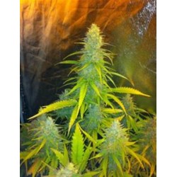 MEXICAN HAZE* CBD SEEDS 1 SEME FEM