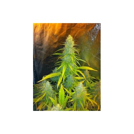 MEXICAN HAZE* CBD SEEDS 1 SEME FEM