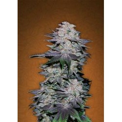 BLACKBERRY * FAST BUDS SEEDS 1 SEME FEM 