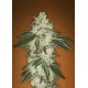 GREEN CRACK * FAST BUDS SEEDS 1 SEME FEM 