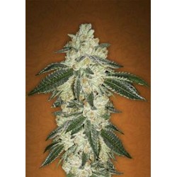 GREEN CRACK * FAST BUDS SEEDS 1 SEME FEM 