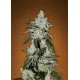GIRL SCOUT COOKIES * FAST BUDS SEEDS 1 SEME FEM 