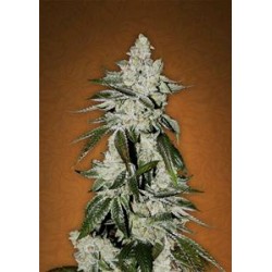 GIRL SCOUT COOKIES * FAST BUDS SEEDS 1 SEME FEM 