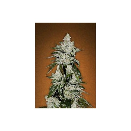 GIRL SCOUT COOKIES * FAST BUDS SEEDS 1 SEME FEM 