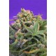 SWEET CHEESE * SWEET SEEDS FEMINIZED 5 SEMI 