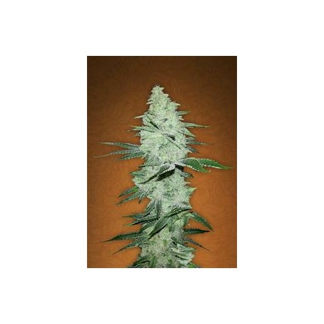 SIX SHOOTER * FAST BUDS SEEDS 3 SEMI FEM 