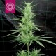 ZAMBIAN * TROPICAL SEEDS 5 SEMI REG