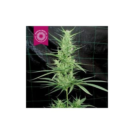 ZAMBIAN * TROPICAL SEEDS 5 SEMI REG