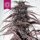 OLD CONGO * TROPICAL SEEDS 5 SEMI REG