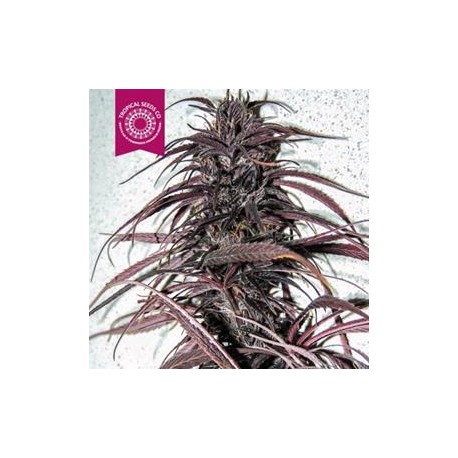 OLD CONGO * TROPICAL SEEDS 5 SEMI REG