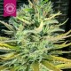 CISKEI * TROPICAL SEEDS 5 SEMI REG