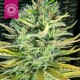 CISKEI * TROPICAL SEEDS 5 SEMI REG