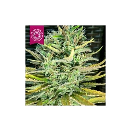 CISKEI * TROPICAL SEEDS 5 SEMI REG