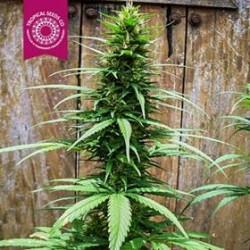 AFROKUSH * TROPICAL SEEDS 5 SEMI FEM