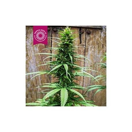 AFROKUSH * TROPICAL SEEDS 5 SEMI FEM