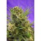 DOUBLE WHITE * SWEET SEEDS FEMINIZED 5 SEMI 