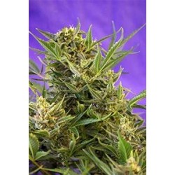 DOUBLE WHITE * SWEET SEEDS FEMINIZED 5 SEMI 