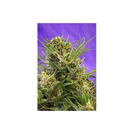 DOUBLE WHITE * SWEET SEEDS FEMINIZED 5 SEMI 