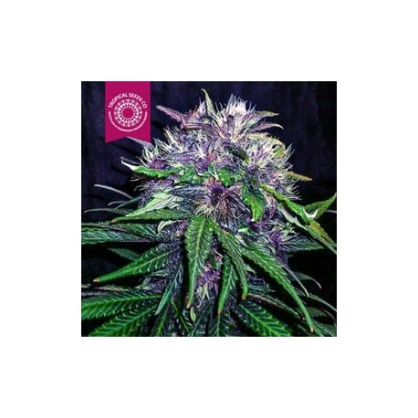 RED AFRO * TROPICAL SEEDS 5 SEMI FEM