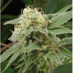 SAGE N SOUR * T.H. SEEDS 5 SEMI FEM