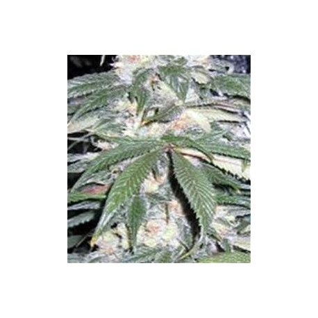 BLUEBERRY BUD * SAGARMATHA 10 SEMI REG