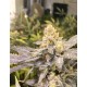 ORANGE BIG BUD * CBD SEEDS 1 SEME FEM