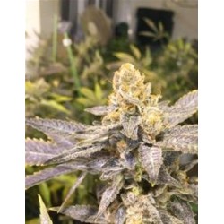 ORANGE BIG BUD * CBD SEEDS 1 SEME FEM