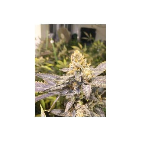 ORANGE BIG BUD * CBD SEEDS 1 SEME FEM